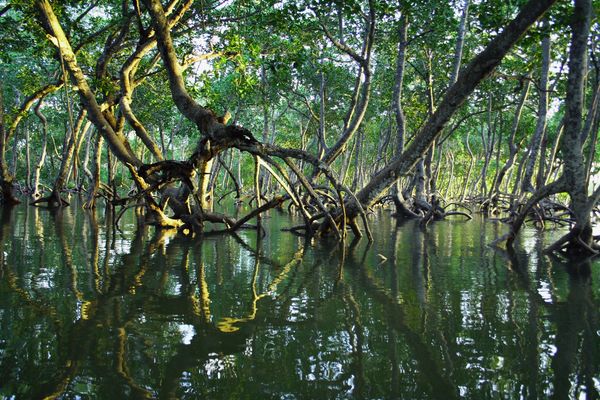 Mangrovebossen rukken op naar het noorden