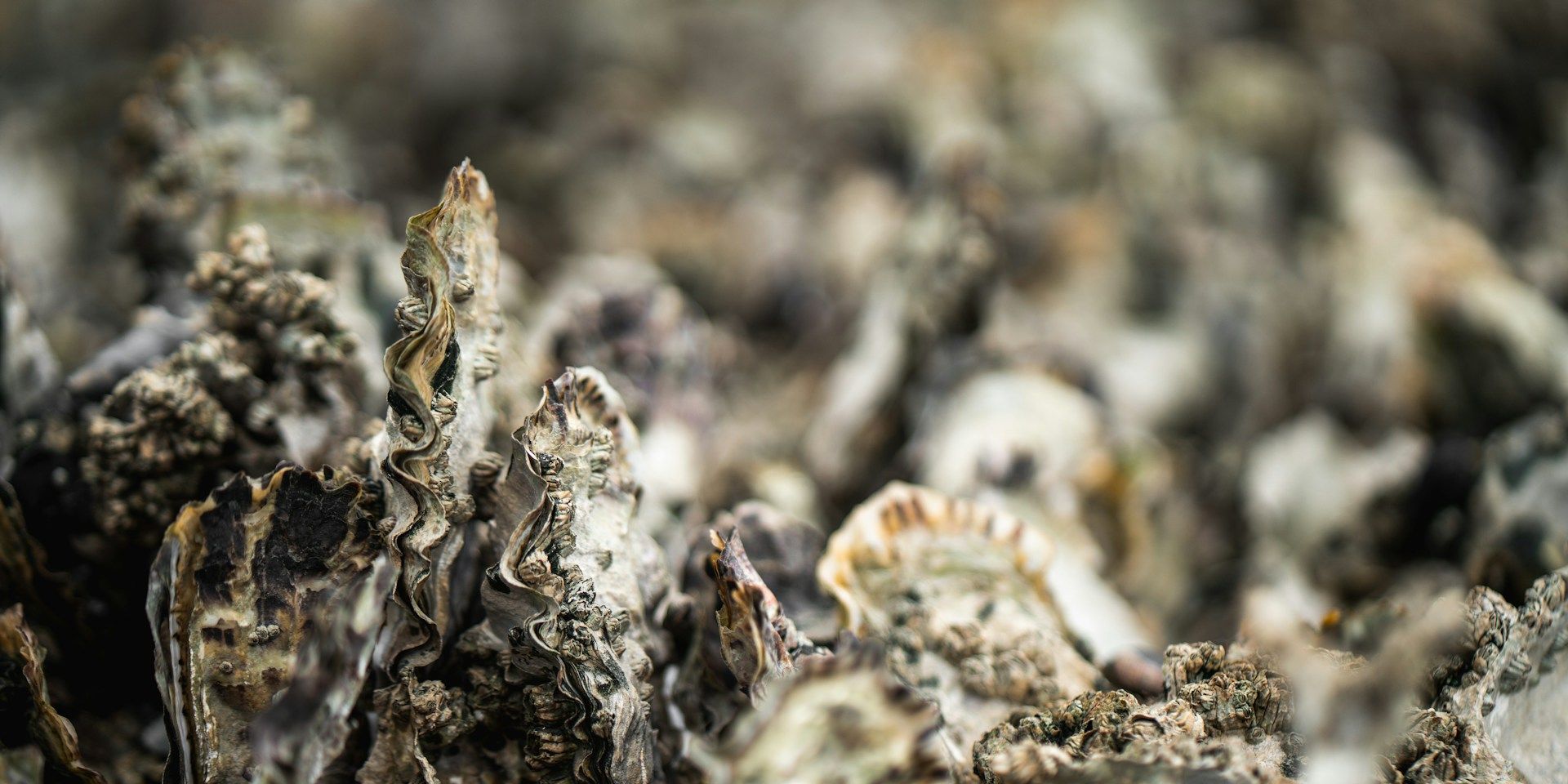 oysters oesters