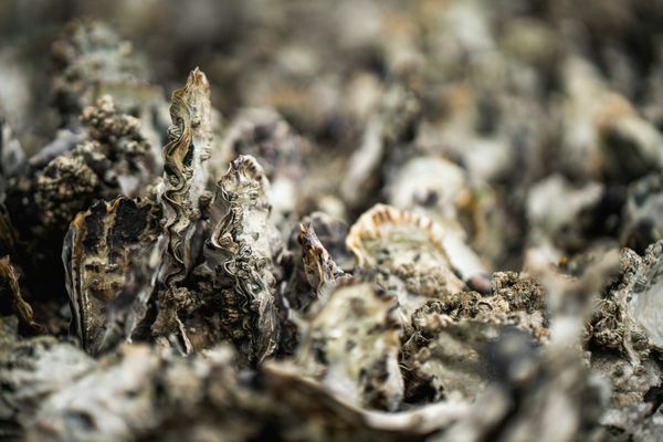 oysters oesters