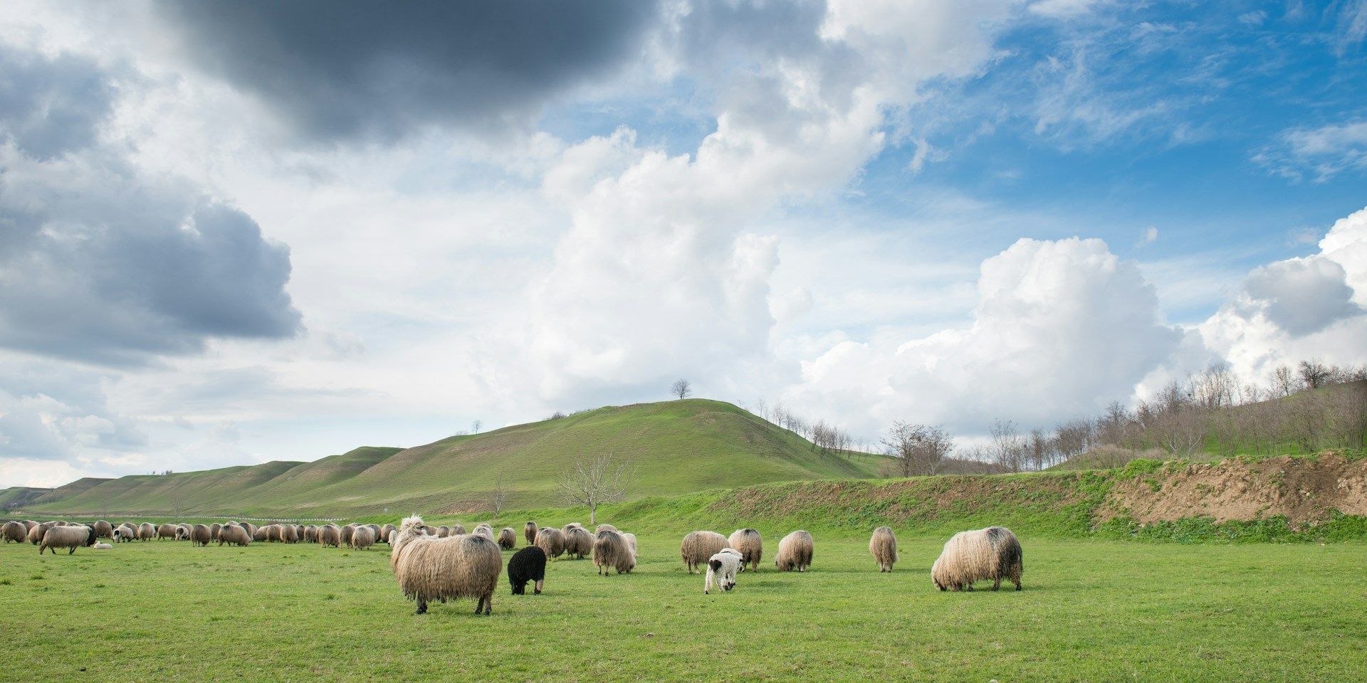 Grasland voor koeien, schapen en geiten krimpt wereldwijd