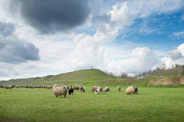 Grasland voor koeien, schapen en geiten krimpt wereldwijd