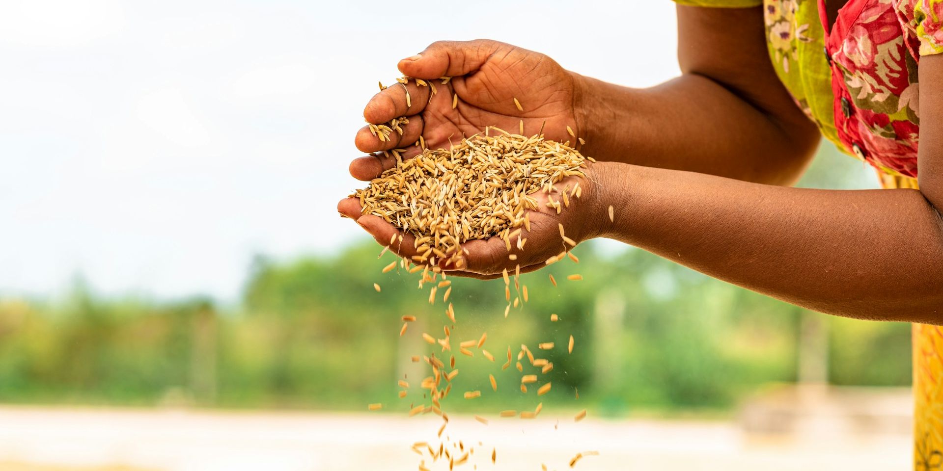 seeds africa zaden afrika