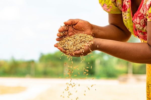 seeds africa zaden afrika