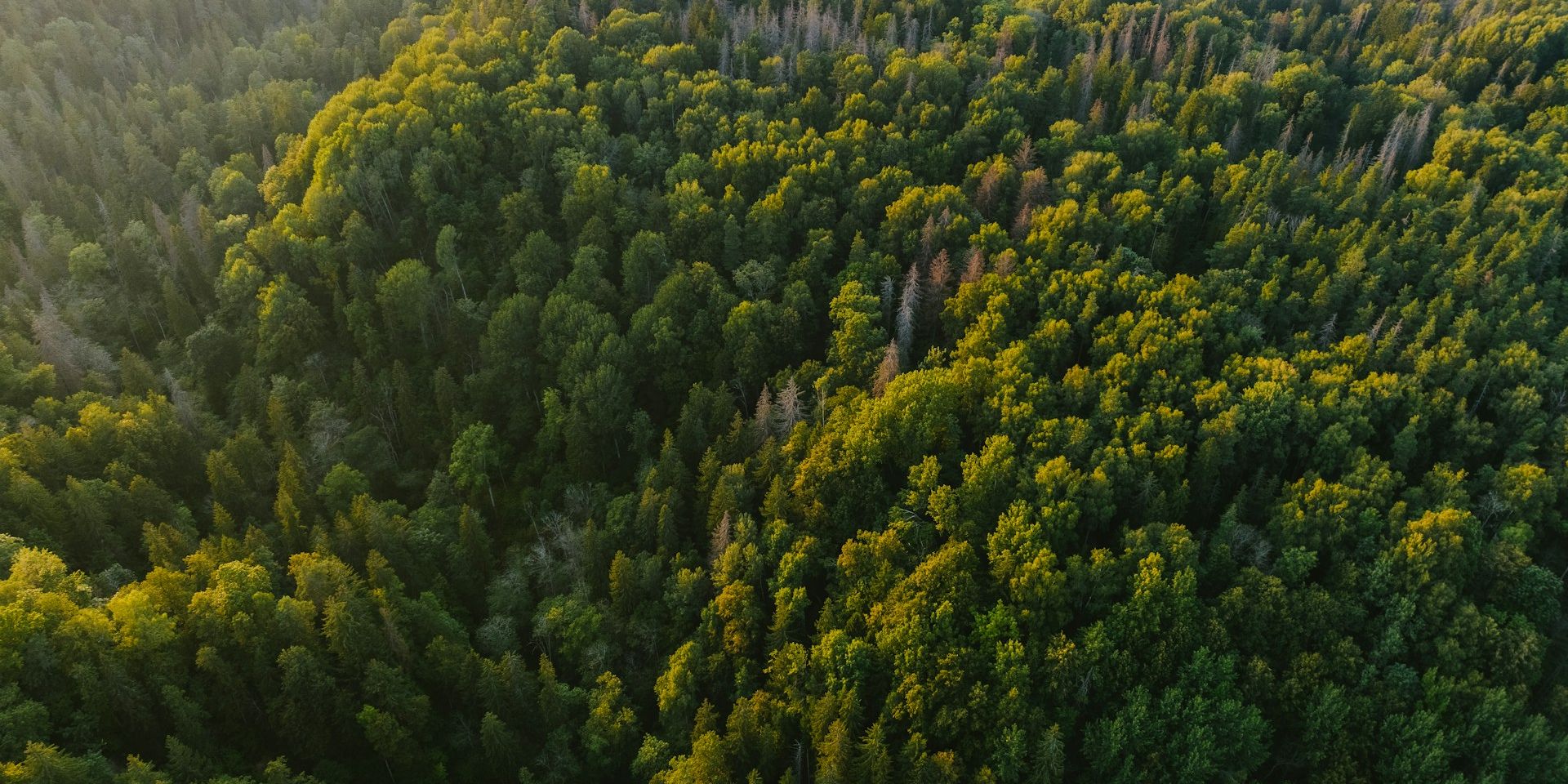 forests bossen