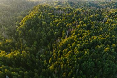 forests bossen