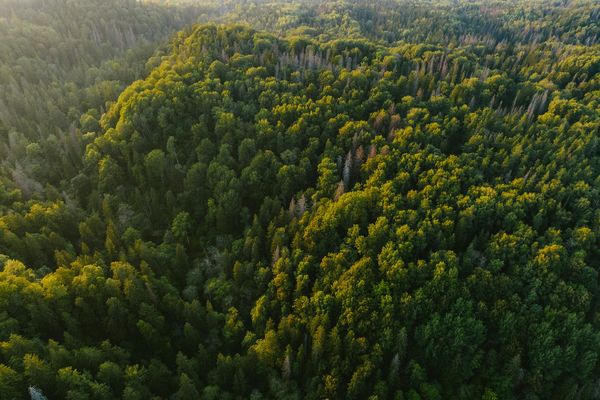 forests bossen