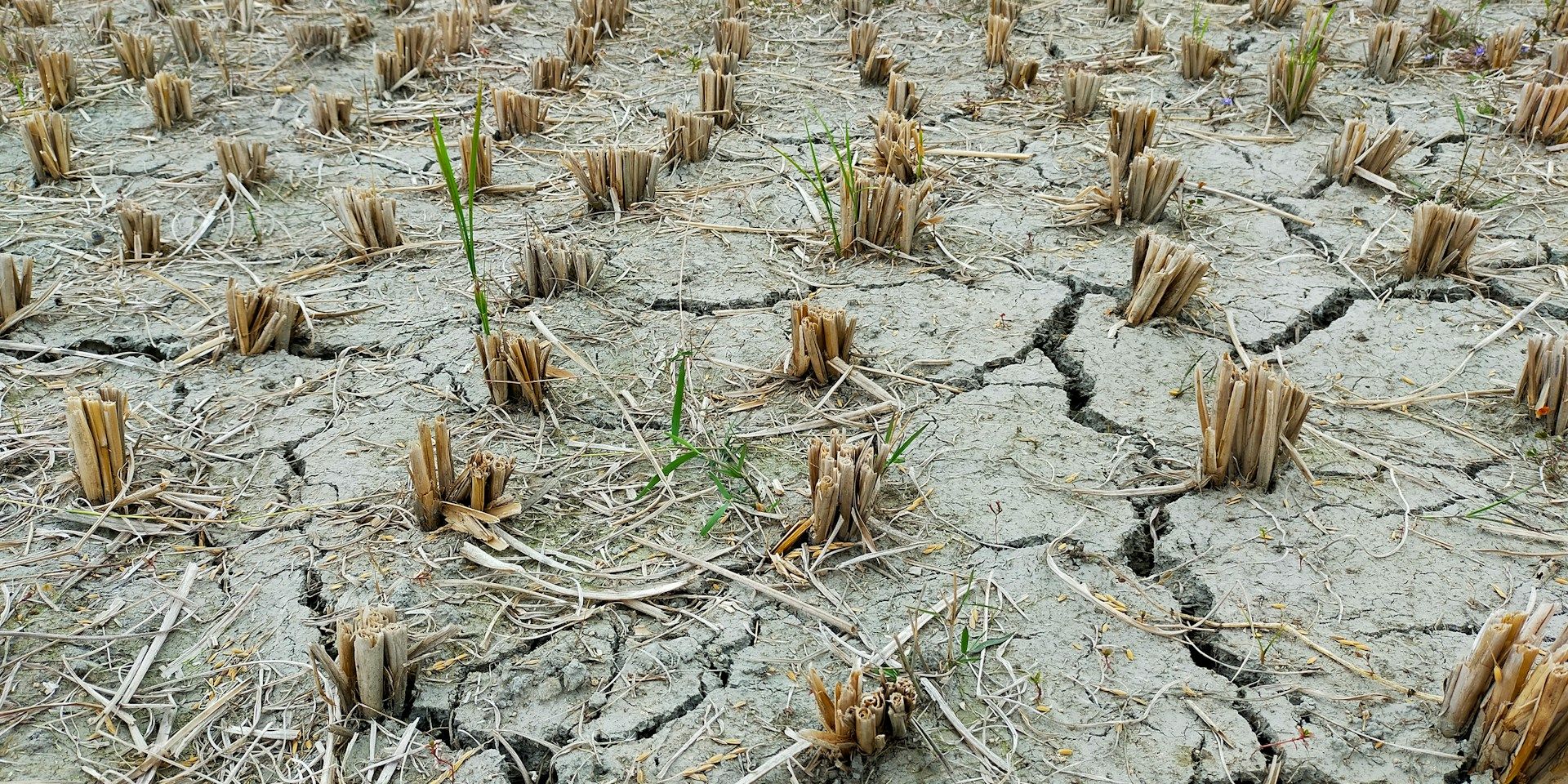 md-hasanuzzaman-himel-mz278SNa2ek-unsplash