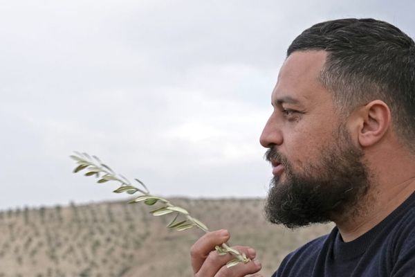 A man holding an olive branch gazes contemplatively towards the horizon, with a hilly landscape in the background.