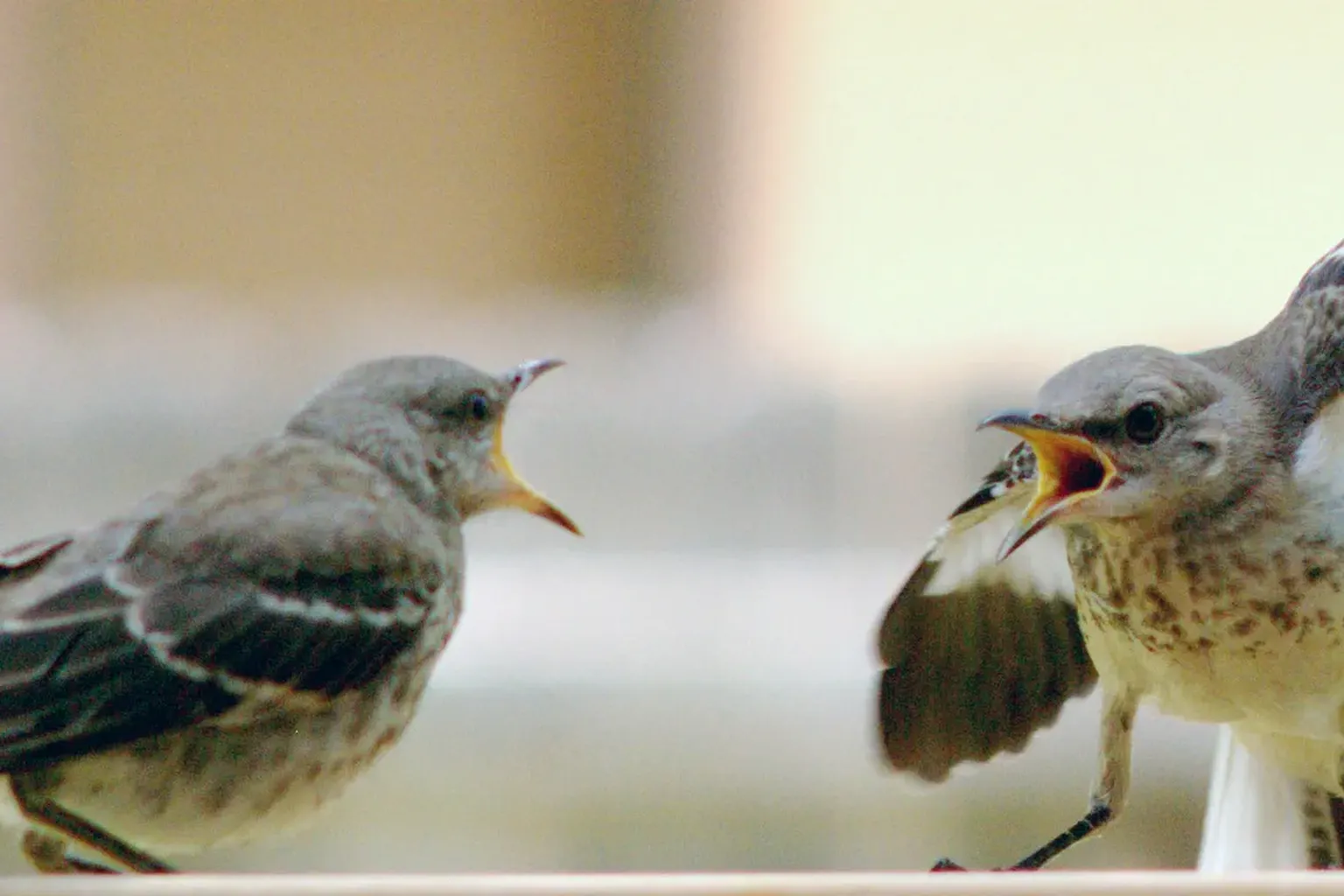 Twee "kwebbelende" huismussen