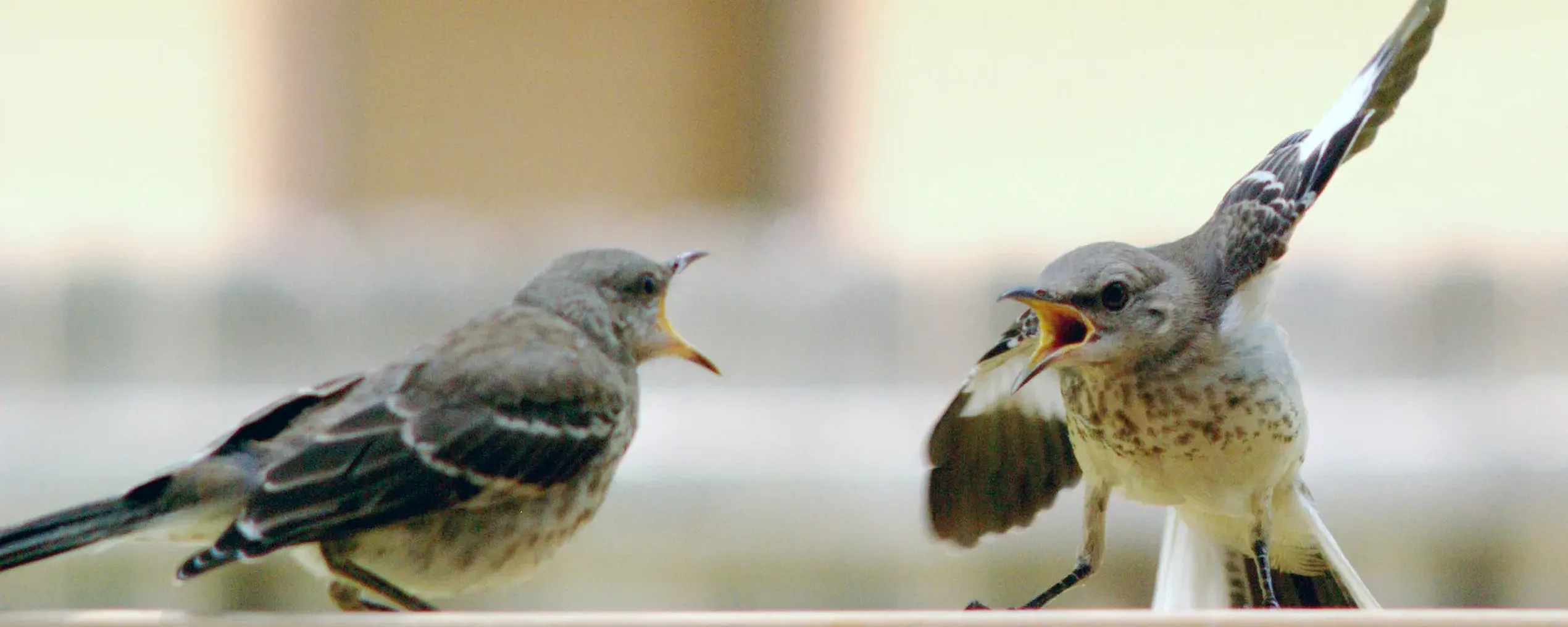 Twee "kwebbelende" huismussen