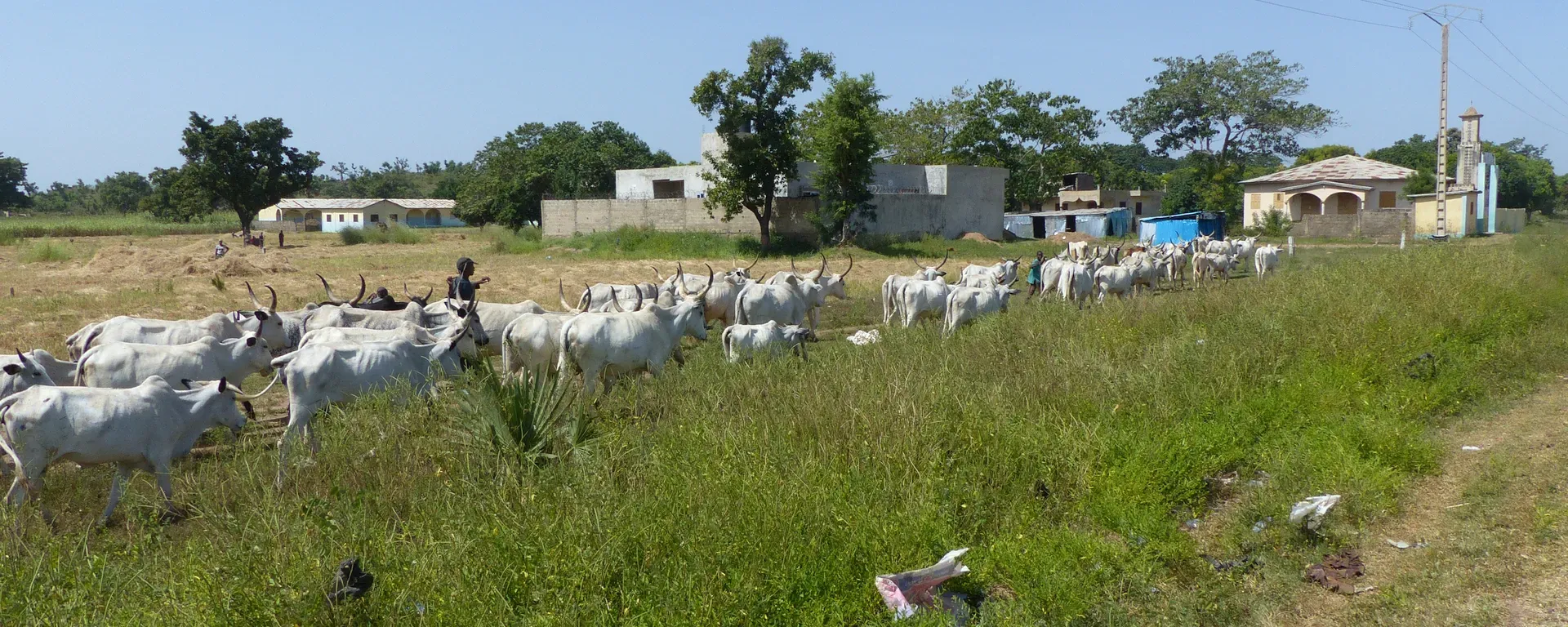 Een Peulherder met een kudde koeien in de Alibero-regio