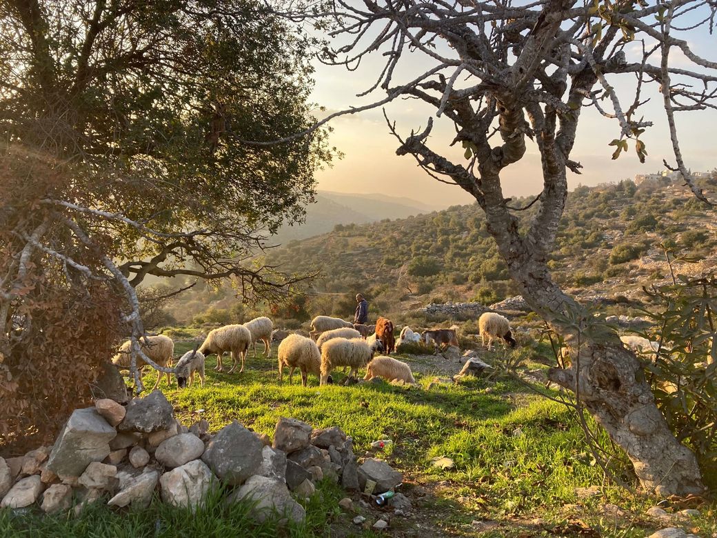 herder met schapen in olijfboomgaard