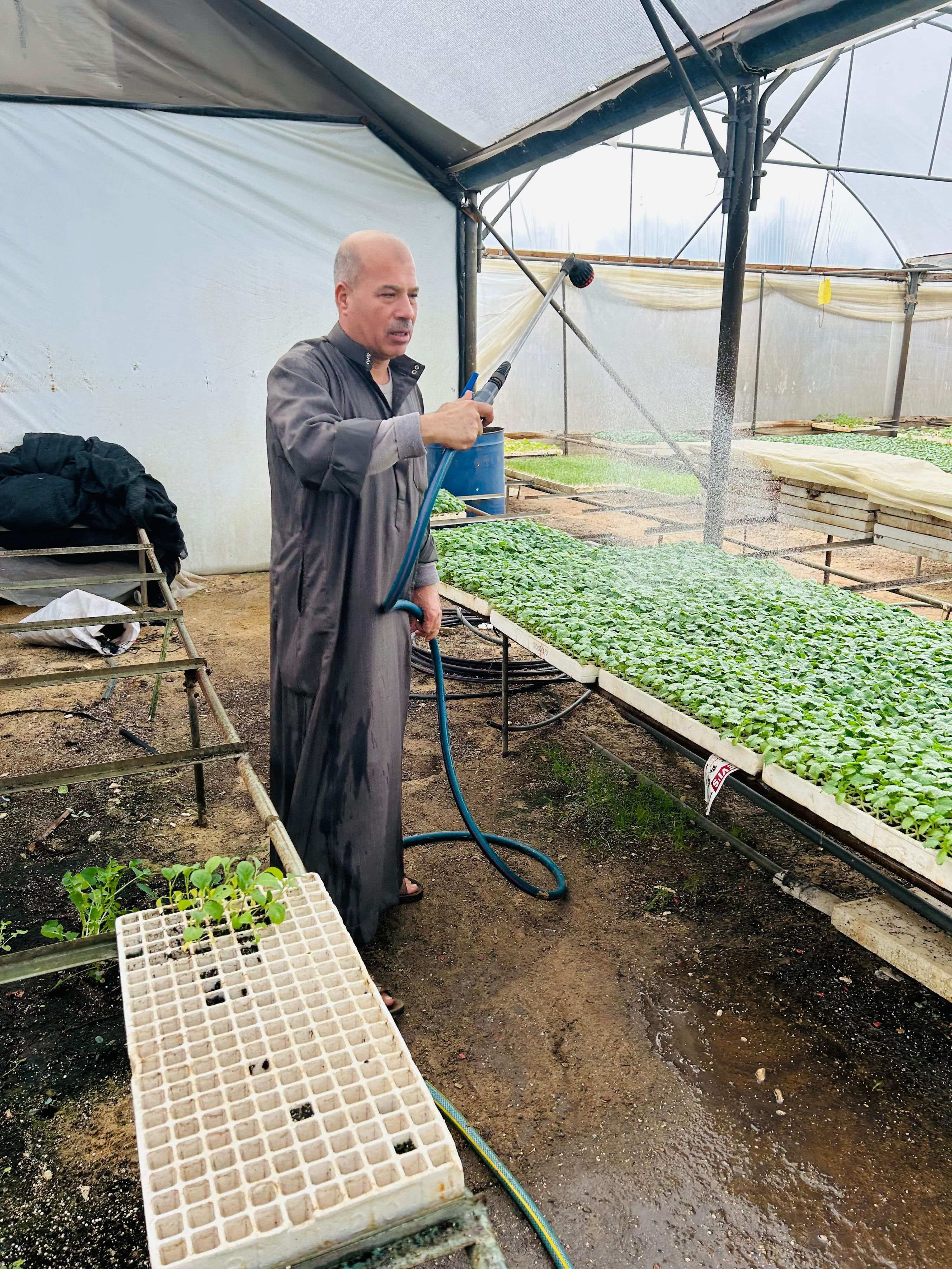 A man in a greenhouse waters young plants growing on raised trays using a hose, wearing traditional attire.