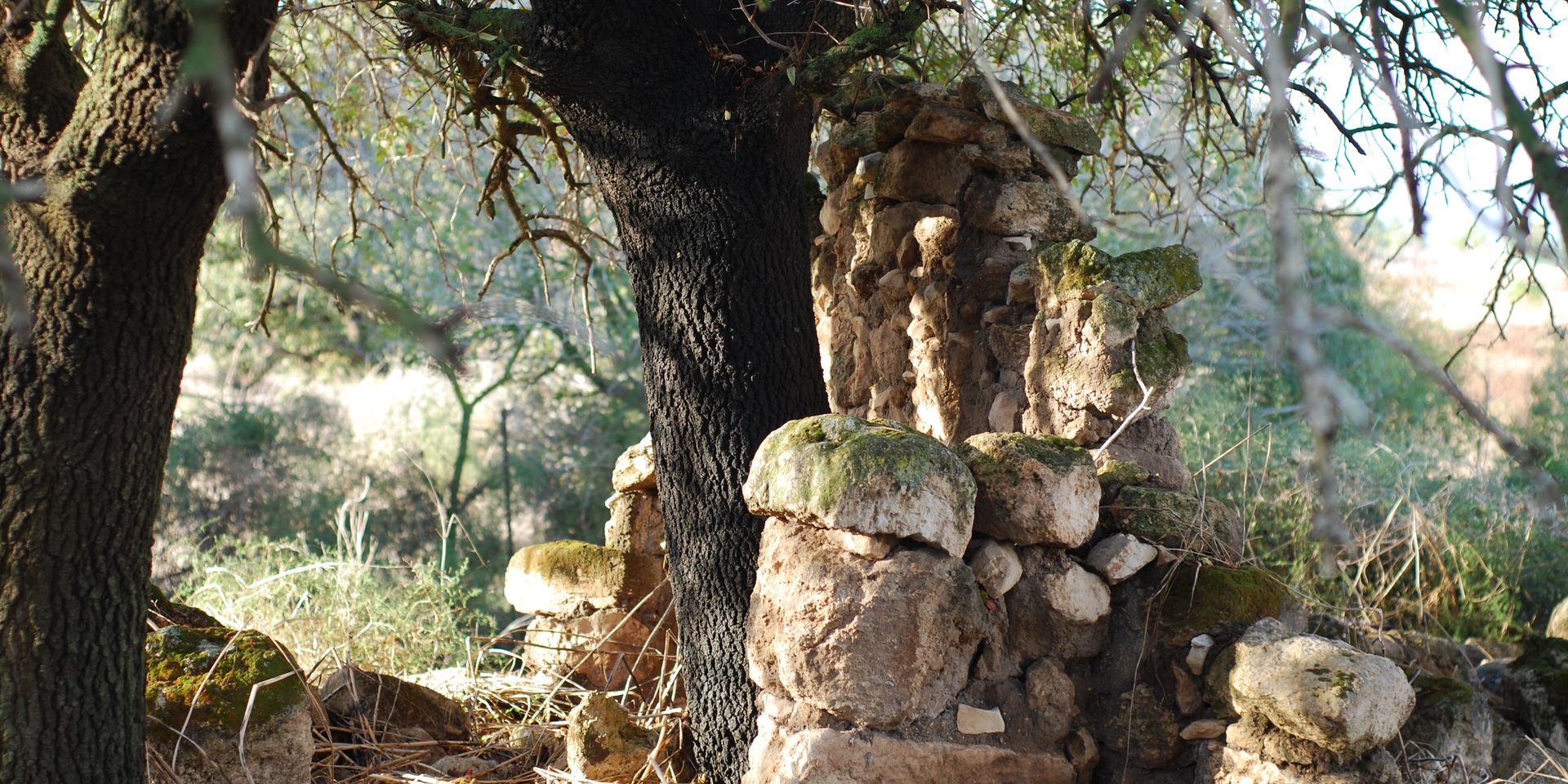 Ruins of an ancient stone wall covered in moss, nestled between dense trees in a sunlit forest setting.