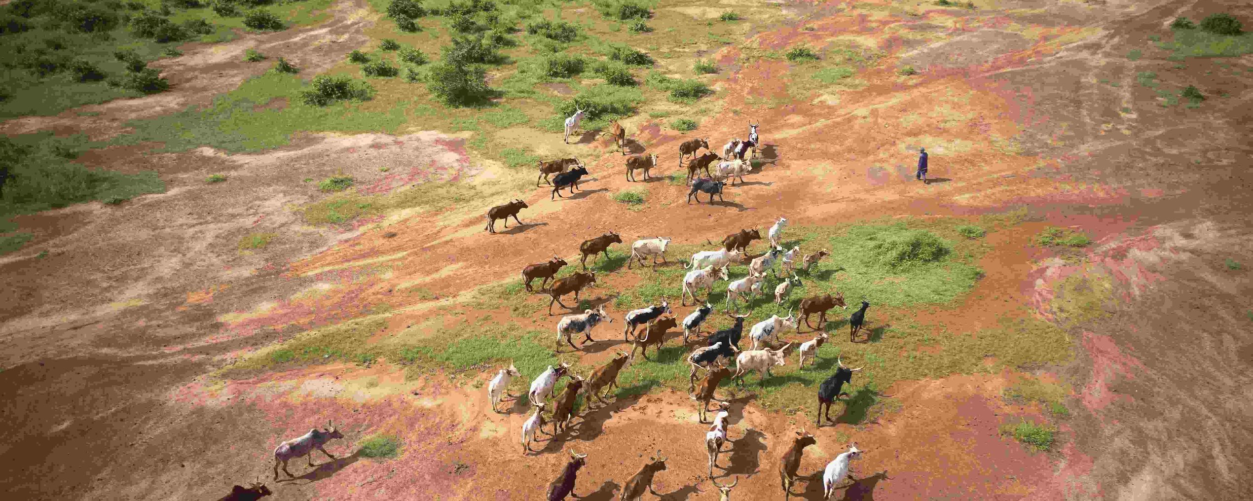 graslanden herders
