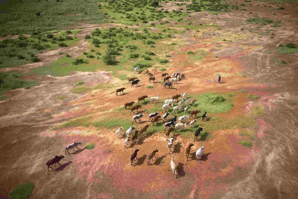 graslanden herders