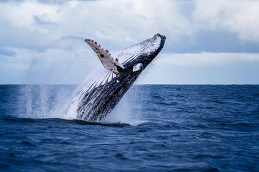 Docu & debat: de natuur in beweging