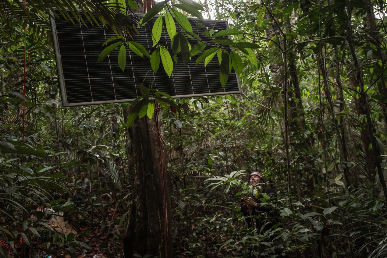 A large solar panel installed on a tree in a dense forest, with a person standing nearby and observing it.