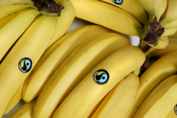 fairtrade bananen