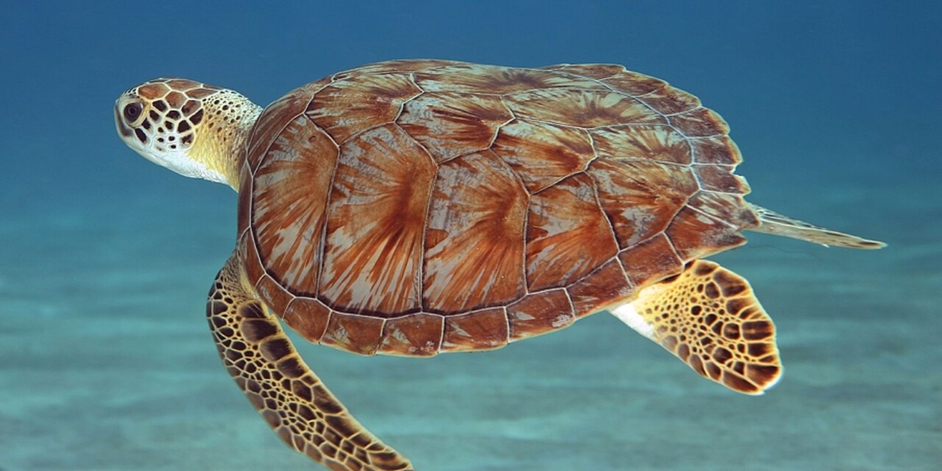 schildpad wilde dieren