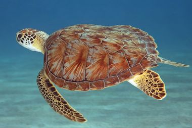 schildpad wilde dieren