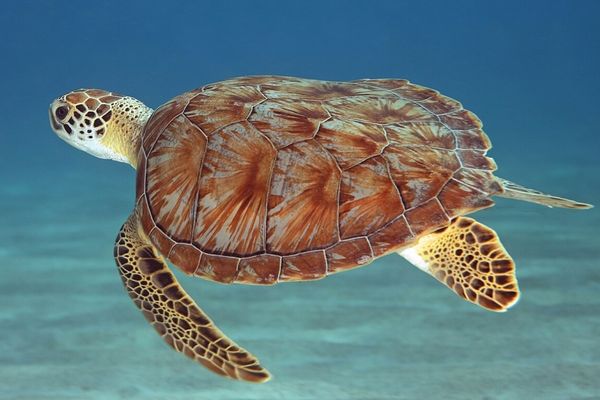 schildpad wilde dieren