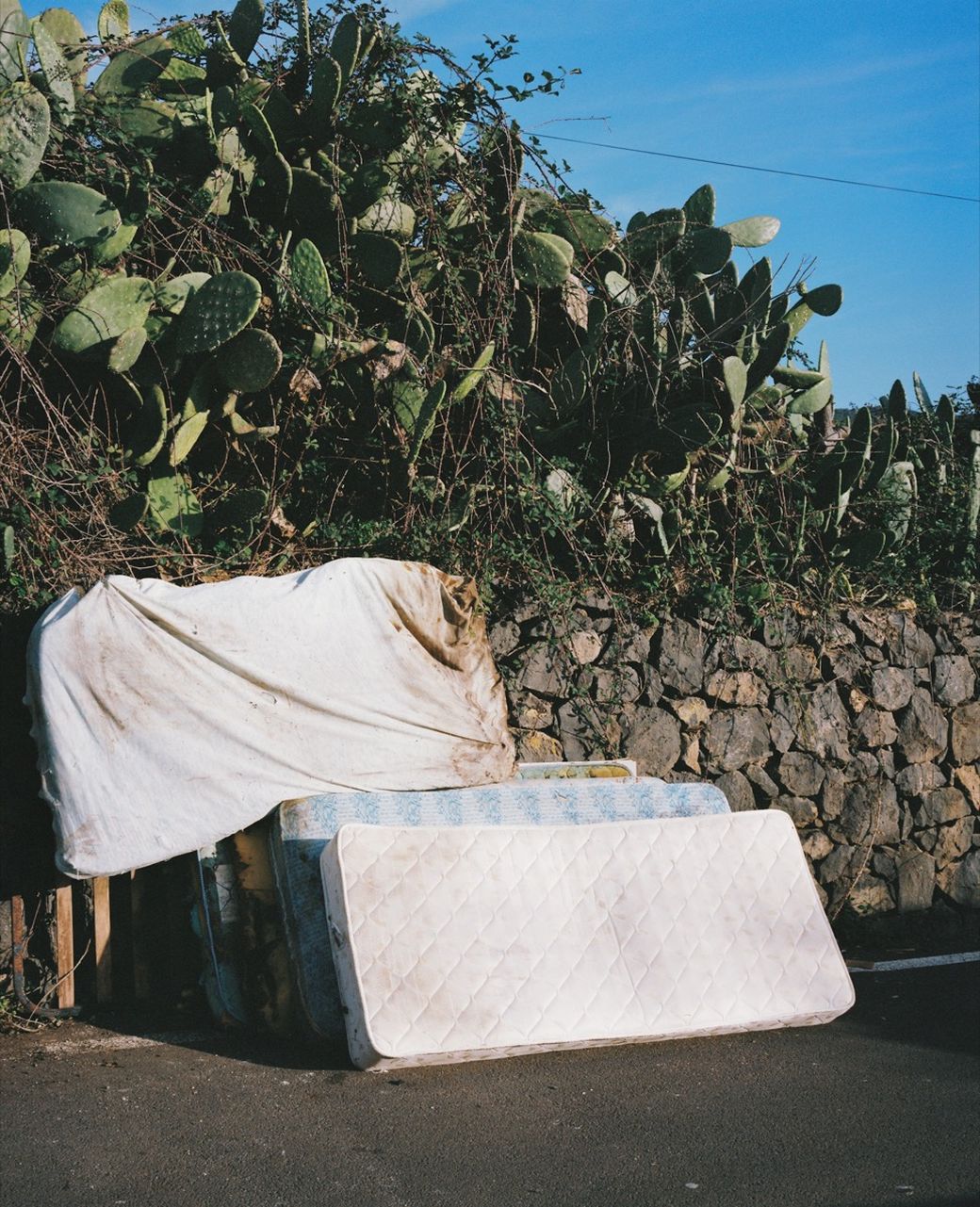 Abandoned mattresses lean against a stone wall, surrounded by overgrown cactus plants under a clear blue sky.