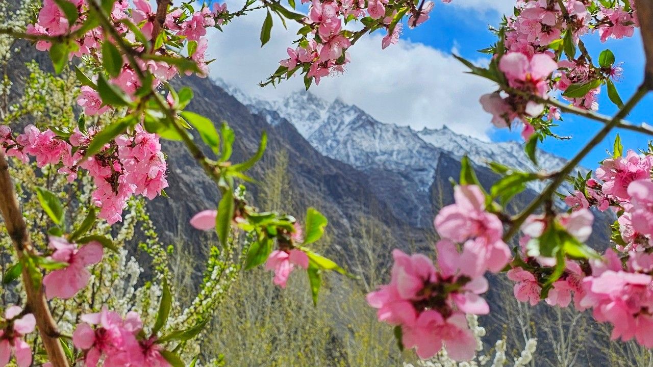 ฤดูใบไม้ผลิปากีสถาน