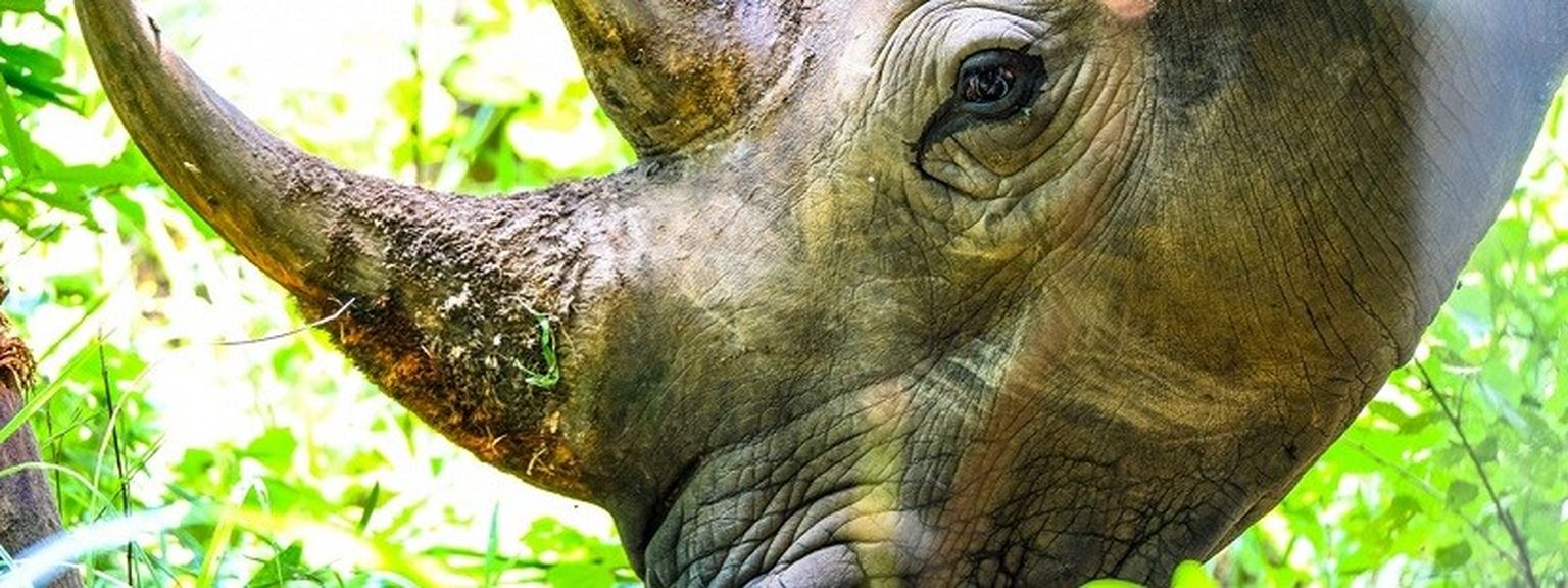 Rhino bonds are a new kind of ethical investment