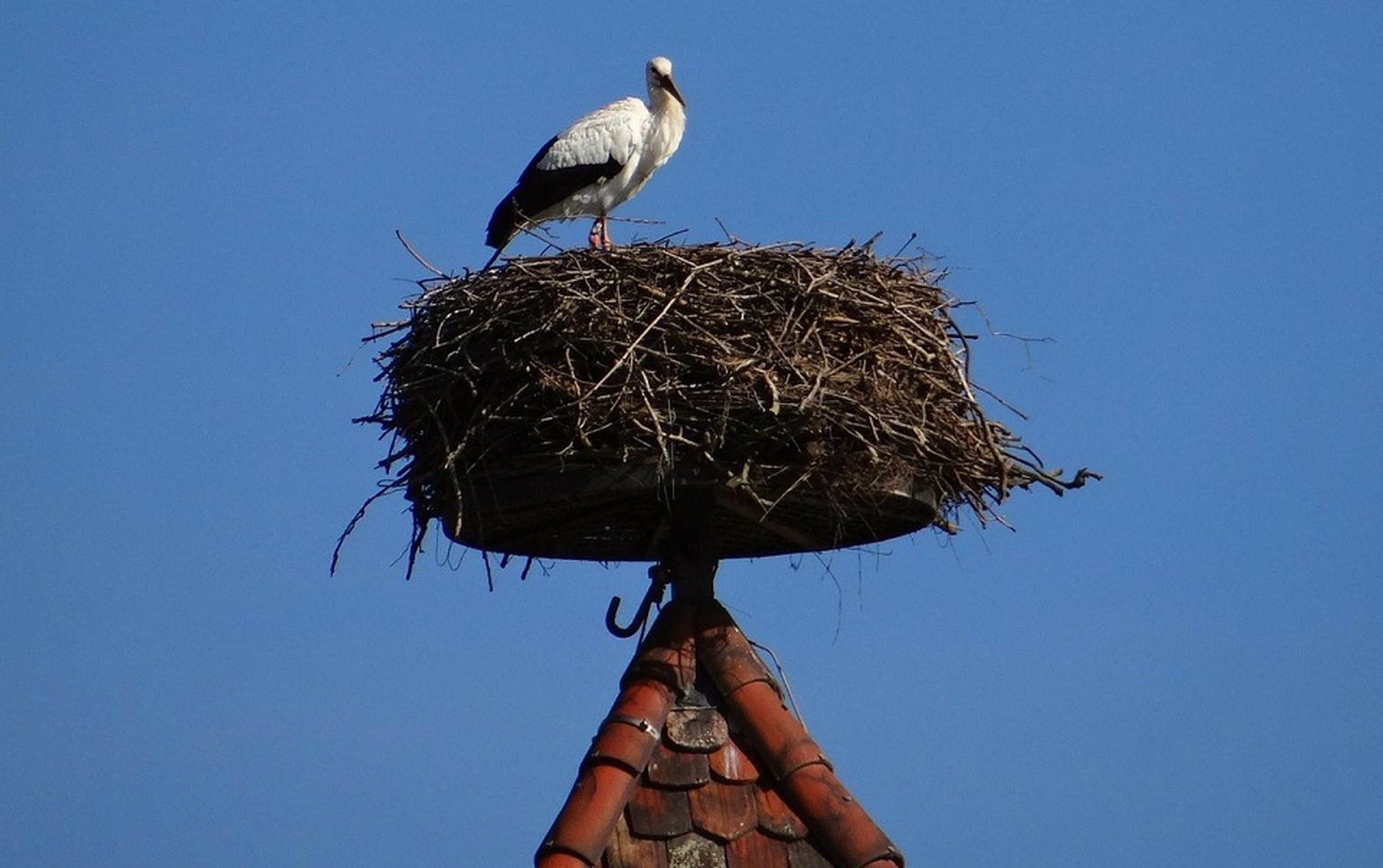 storchennest-244826_1280
