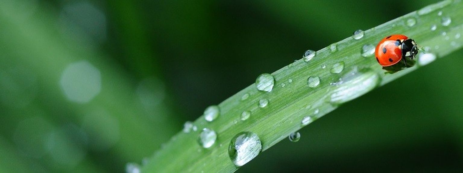 Ladybird with life insurance