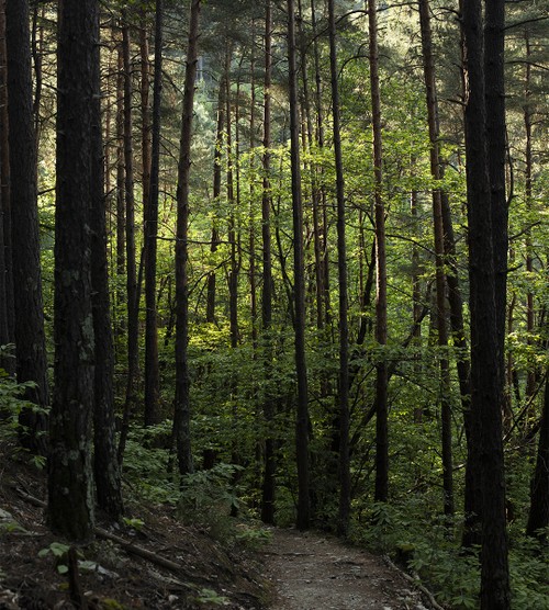 Sentier ombragé traversant une forêt dense de pins en Cévennes - Atelier Tuffery