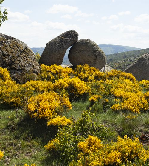 Rochers entourés de genêts en fleurs sur un plateau cévenol - Atelier Tuffery