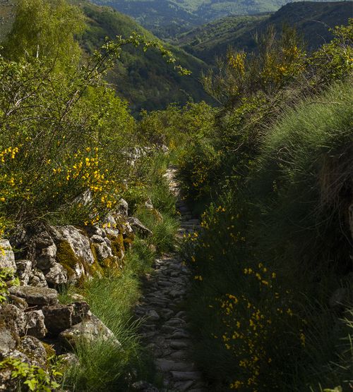 Chemin étroit et caillouteux bordé de murets et de genêts fleuris - Atelier Tuffery