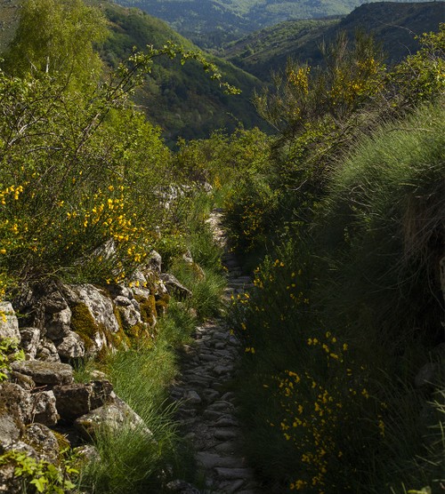 Chemin étroit et caillouteux bordé de murets et de genêts fleuris - Atelier Tuffery