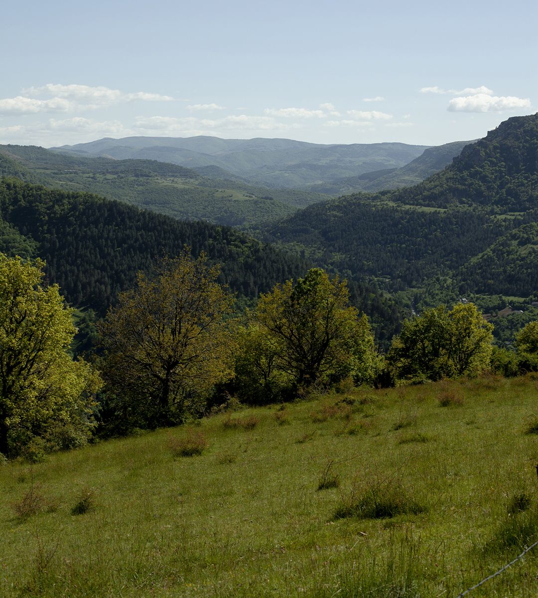 Vue panoramique sur les vallées et montagnes verdoyantes des Cévennes | Atelier Tuffery