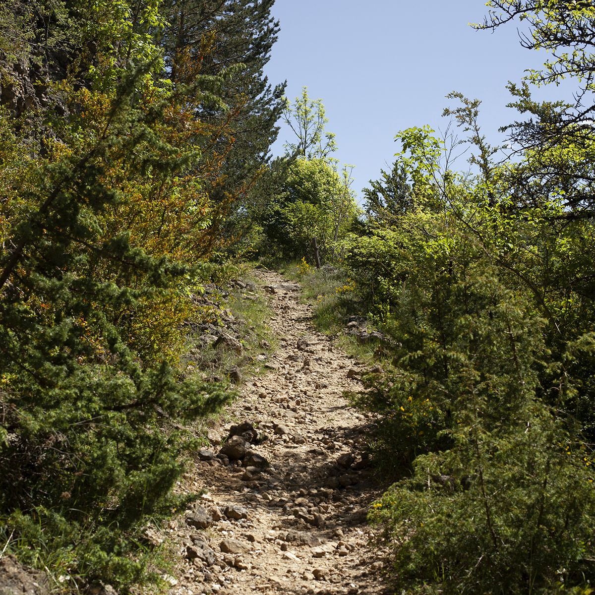 Sentier de randonnée escarpé en montée, encadré de végétation cévenole | Atelier Tuffery