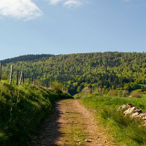 Chemin de terre bordé de verdure dans les Cévennes, près de Florac - Atelier Tuffery