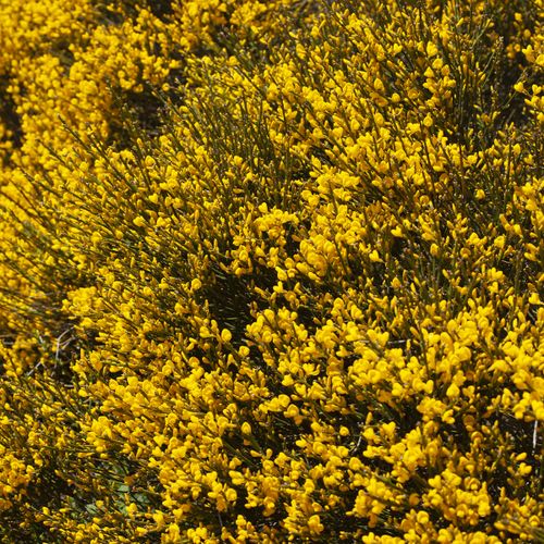Gros plan sur les genêts en pleine floraison au cœur du Mont Lozère. - Atelier Tuffery