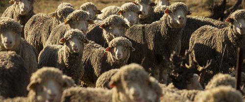 Gros plan d’un troupeau dense de brebis mérinos, éclairé par le soleil - Atelier Tuffery