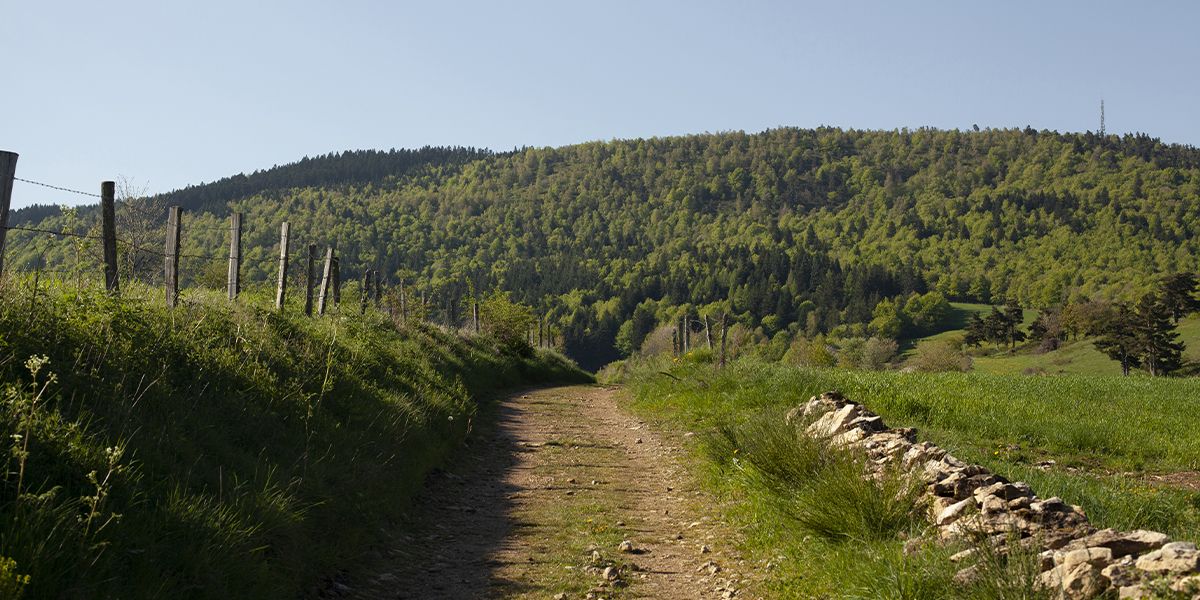 Sentier bordé de murets en pierre et de clôtures dans une vallée | Atelier Tuffery