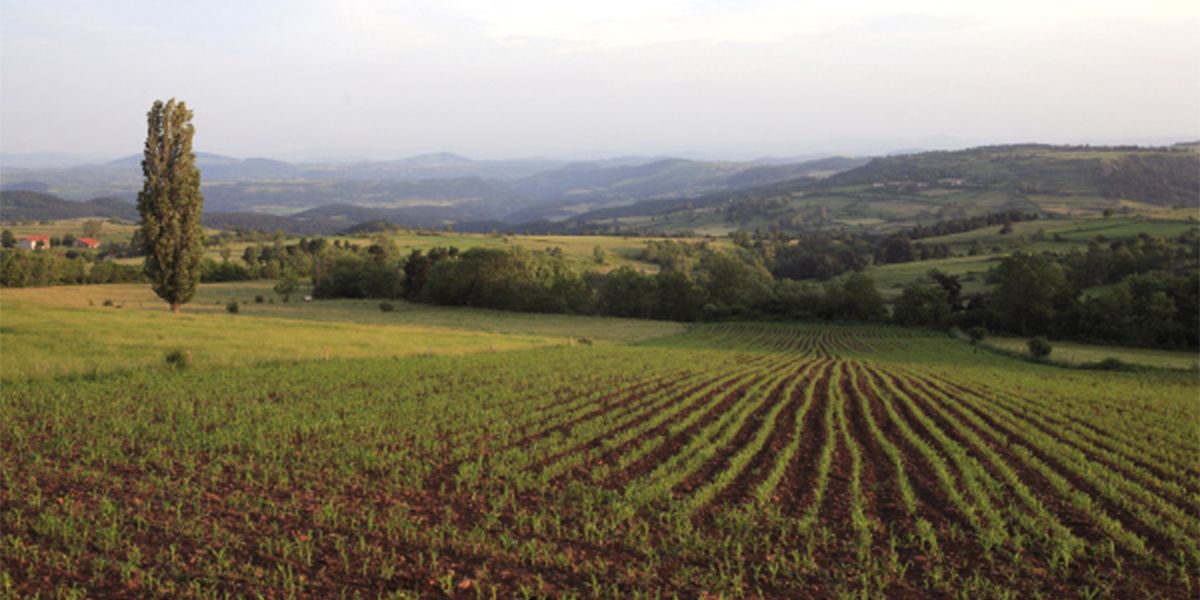 Champs cultivés sur fond de collines douces dans la lumière du matin, Velay | Atelier Tuffery
