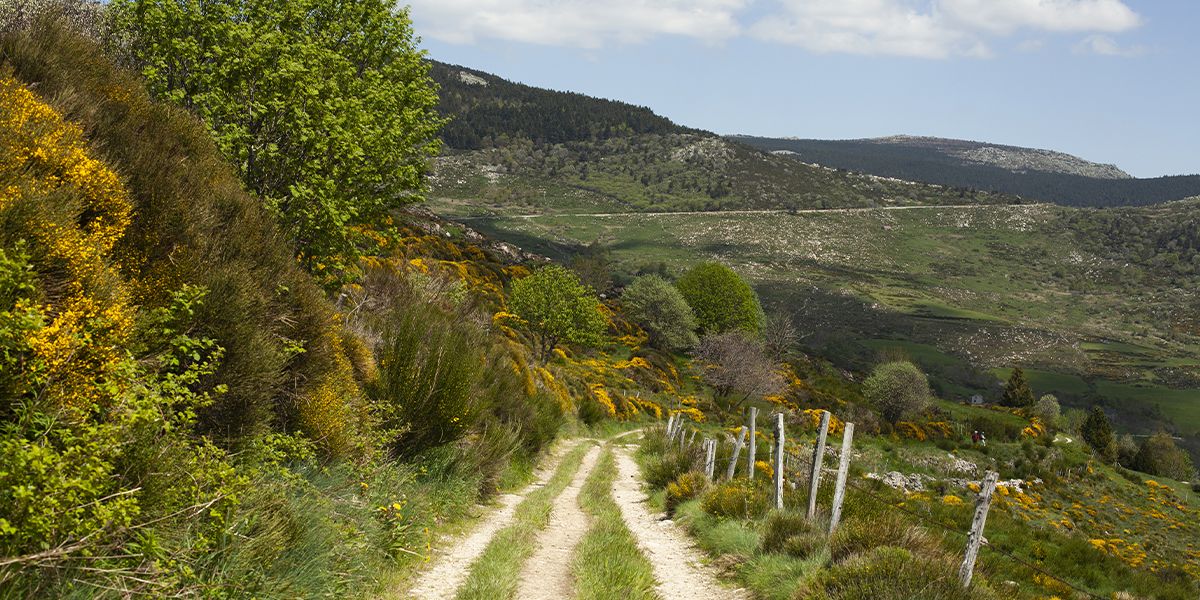 Chemin de terre encadré de végétation en fleur, traversant un paysage vallonné | Atelier Tuffery