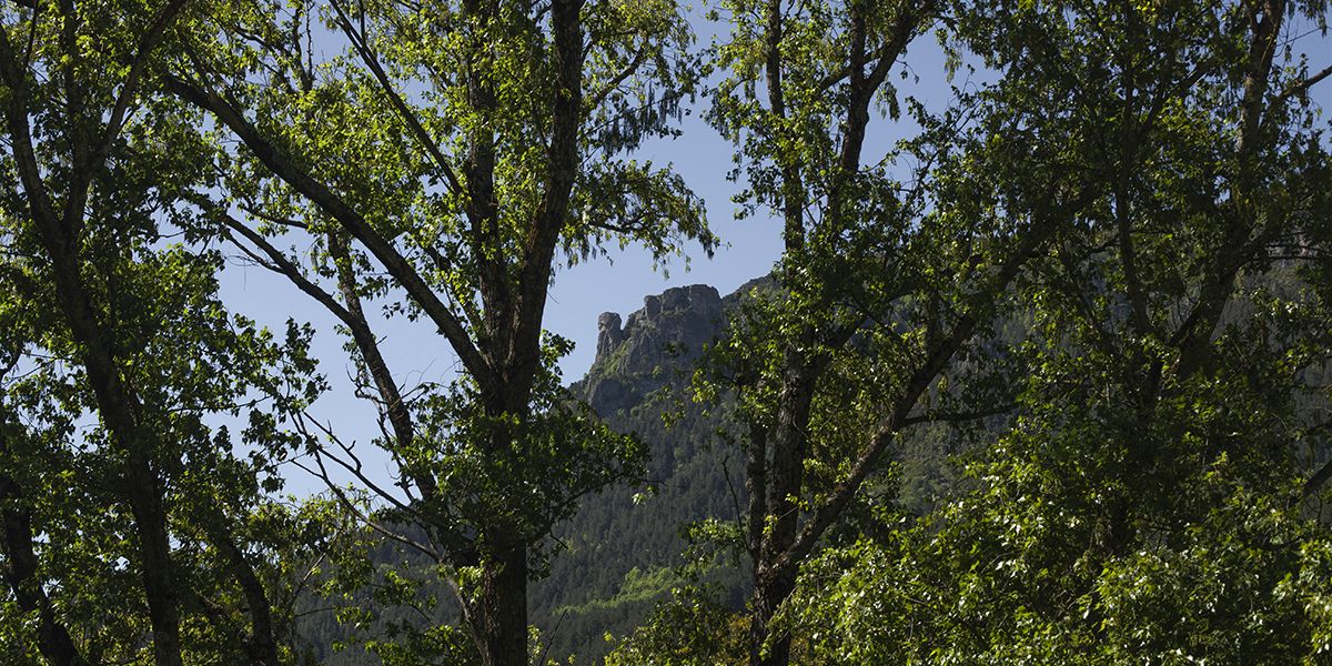 Vue des falaises à travers les arbres | Atelier Tuffery