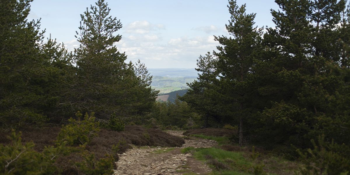 Chemin pierreux au milieu des pins, vue sur la vallée | Atelier Tuffery