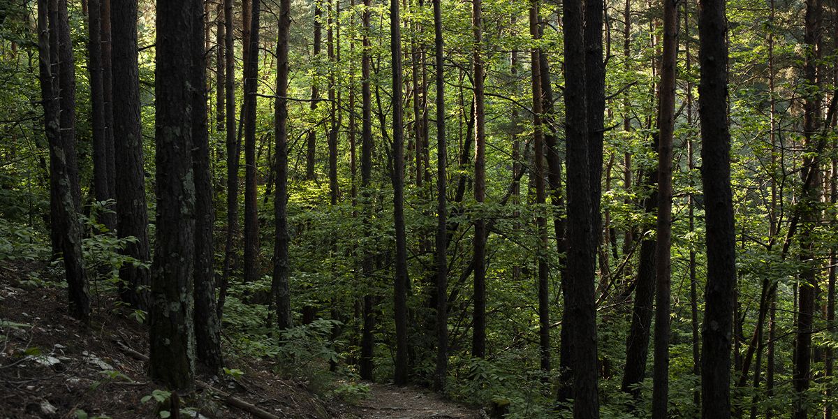 Forêt dense de pins et de feuillus, baignée d’une lumière douce filtrée par les feuilles | Atelier Tuffery