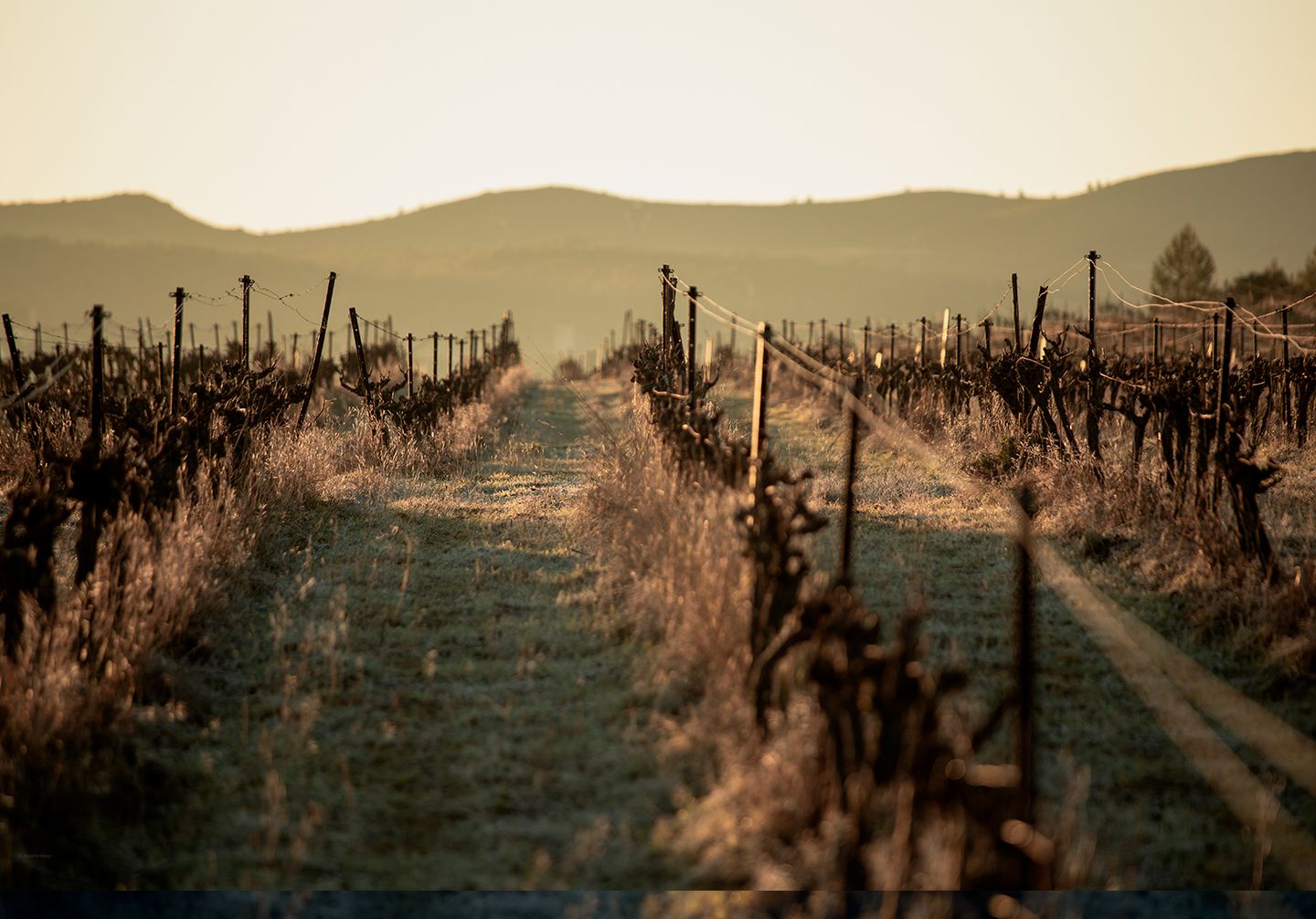 Vignes du Mas de Janiny au petit matin, point de départ de la transhumance | Atelier Tuffery