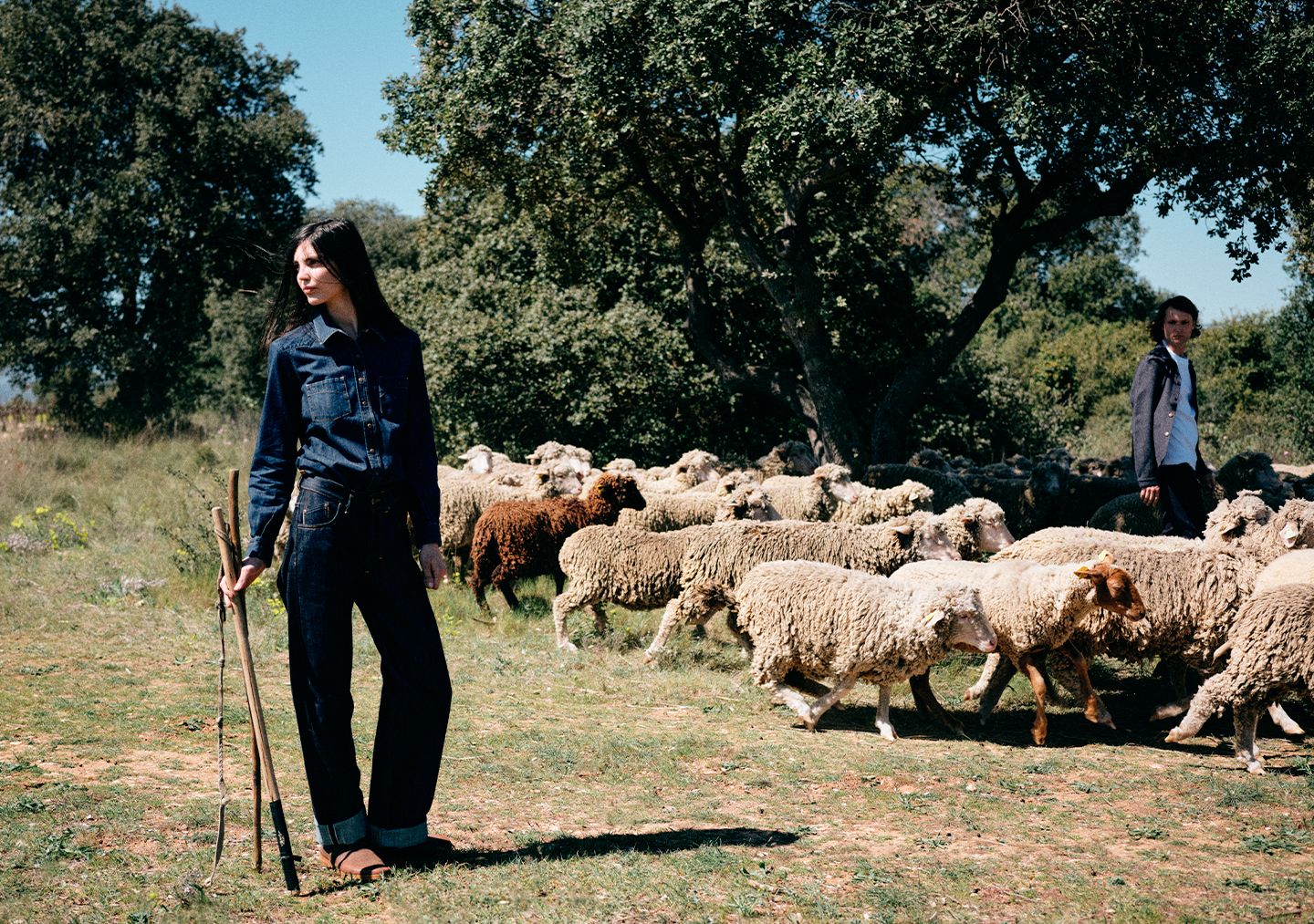 Troupeau de brebis traversant les vignes avant le départ en transhumance dans les Cévennes | Atelier Tuffery