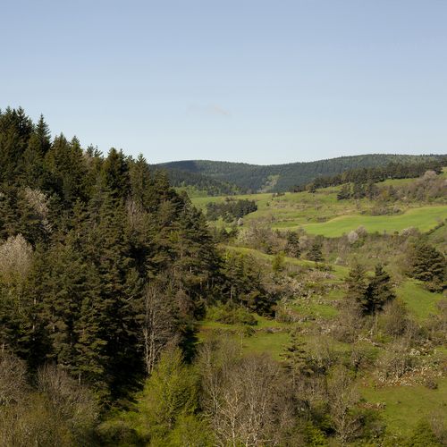 Vallée boisée du Gévaudan au printemps - Atelier Tuffery