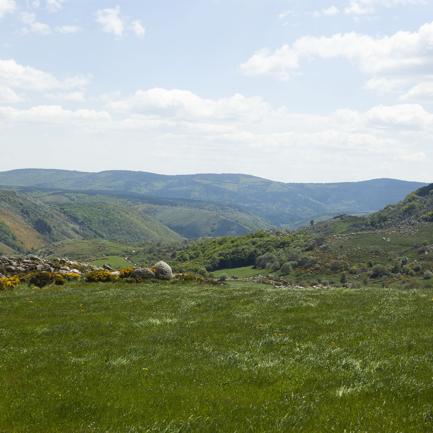 Vue panoramique sur les vallées du Mont Lozère, entre verdure et crêtes douces. | Atelier Tuffery
